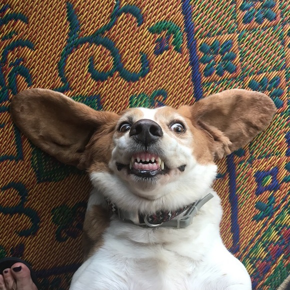 Meet your Posher, Kristy - Picture 3 of 5